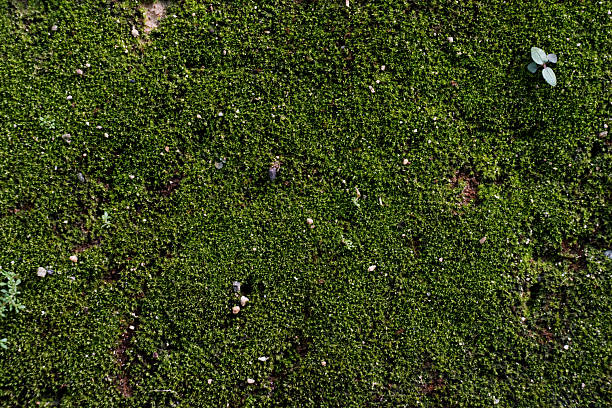 Green moss on wall. Green moss background. Wallpaper. Individual concept. texture background.