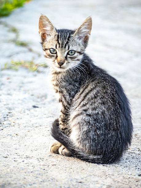 cute tabby kitten sittingon the alley