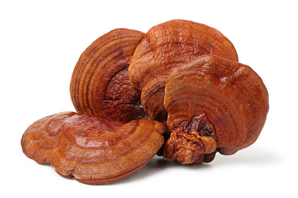 istock lingzhi mushroom, 2236527644