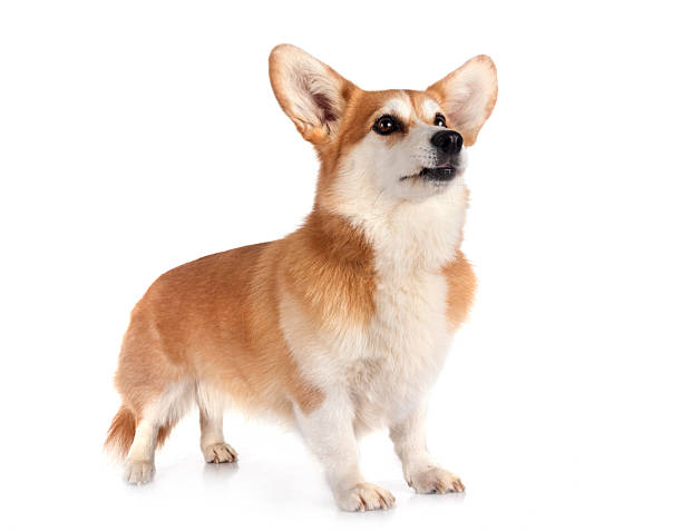 istock Pembroke Welsh Corgi 2236527966
