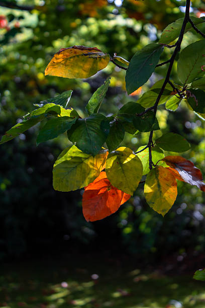 Sunlit Autumn Leaves Changing Color