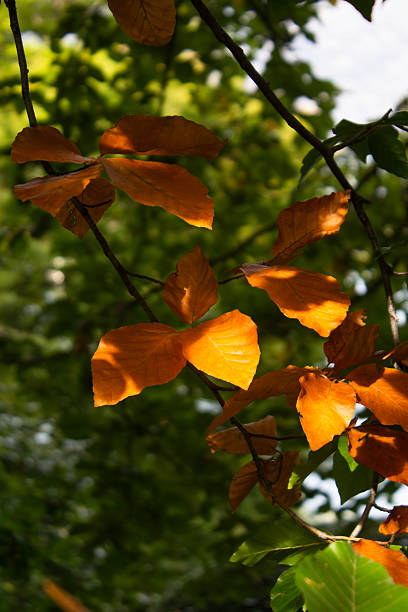 istock Golden Autumn Leaves Bathed in Sunlight 2236529932