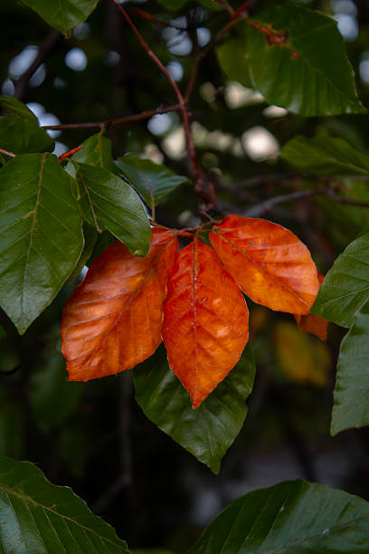 istock Autumn's Contrast: Orange Leaves and Green Foliage 2236530104