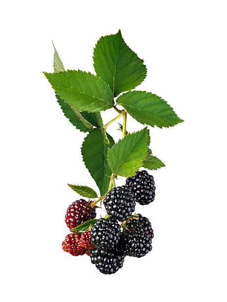 branch with ripe and unripe blackberries isolated on white background