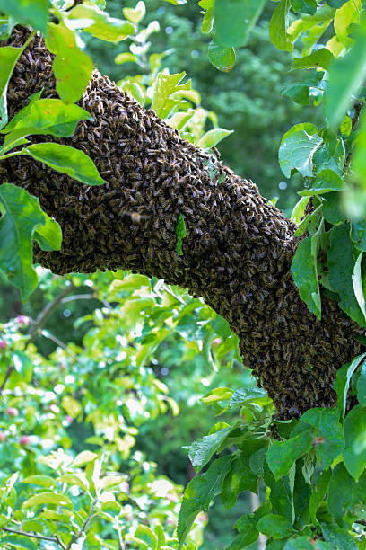 istock A massive swarm of bees clinging to a thick apple tree branch, creating a dense, living formation. They are surrounded by fresh green leaves that provide a contrast to their dark, buzzing cluster. 2236536330