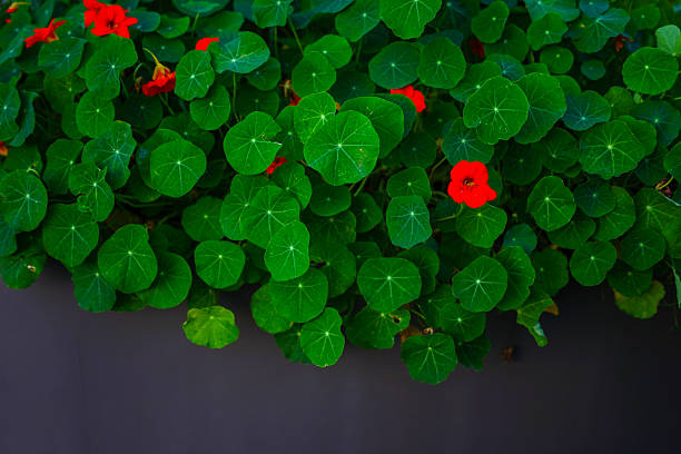 Tropaeolum majus leaves close-up