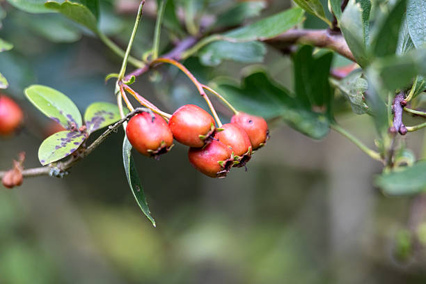 istock Close-up of bright red rose hips on hawthorn 2236539477