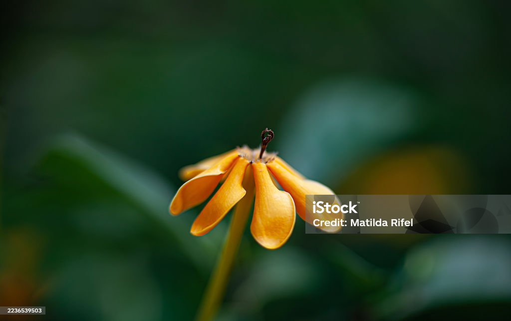 Yellow flower of Magnolia champaca, known as Champak, or Joy Perfume Tree, Fragrant flower, captured in golden sunlight, on the dark green garden background. Beauty Stock Photo Yellow flower of Magnolia champaca, known as Champak, or Joy Perfume Tree, Fragrant flower, captured in golden sunlight, on the dark green garden background. Beauty Stock Photo