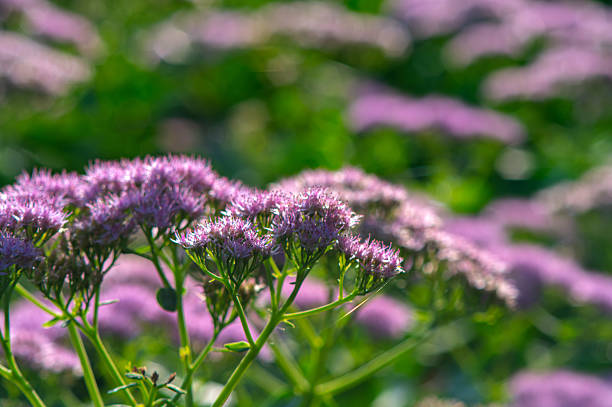 Eupatorium flowers with purple petals growing in a sunlit garden, creating a natural background