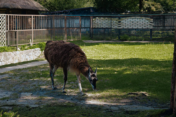 Kaliningrad, Russia - September 15, 2025: Lama