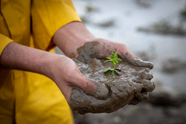 istock Hands holding a seedling in muddy soil, symbolizing environmental growth and new life 2236540612