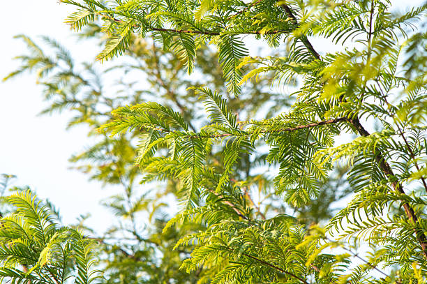istock Fresh green leaves growing on a bald cypress tree 2236541034