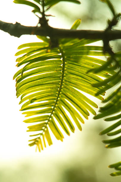 Close-up of a green leaf backlit by warm sunlight, highlighting natural beauty and growth