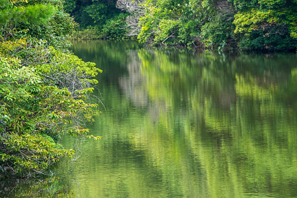 istock Reservoir in the forest 2236542111