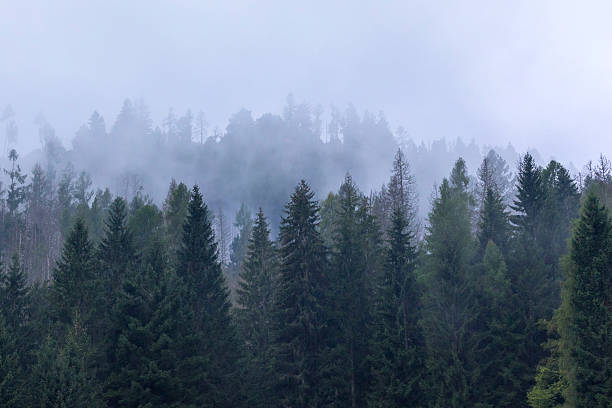 istock Pine trees black stylized silhouette photo 2236542705