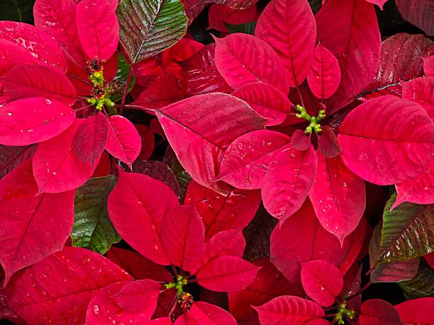 istock Red poinsettia plants, Christmas decoration. 2236543374