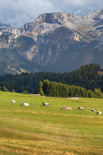 istock Cows eating grass on a green pasture 2236543380