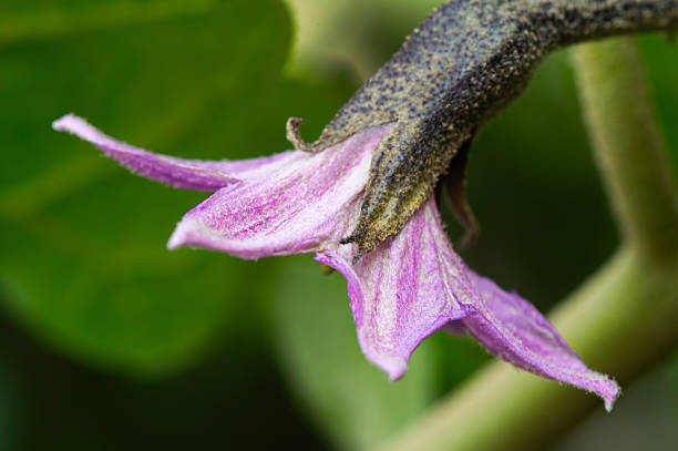 Eggplant flower showing delicate purple petals and stem