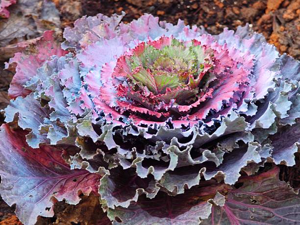 istock Purple cauliflower field in farm. 2236544398