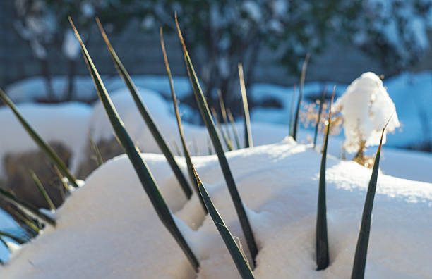 Flowers covered with snow, winter season