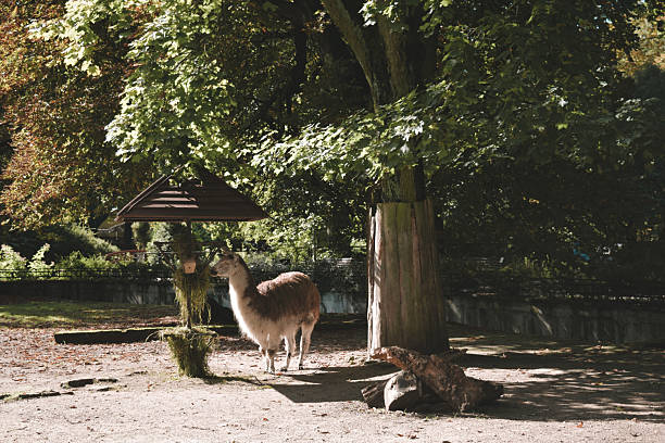 Fallow deer dating