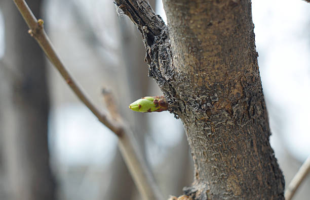 In the spring, a new shoot grows from the trunk of the tree