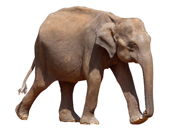 istock A large elephant is walking across a white background 2236547240