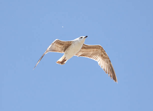 istock A seagull is flying in the sky 2236547297
