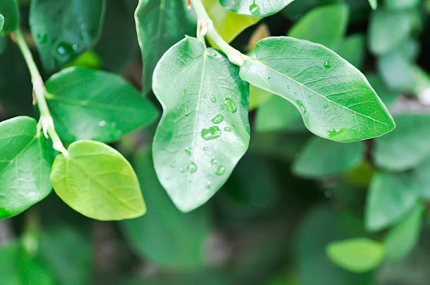istock ficus pumila or climbing fig or MORACEAE and rain droplet 2236547733
