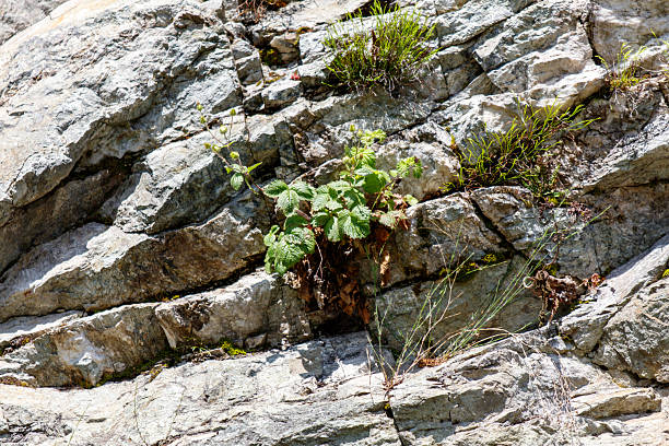 Small plant is growing on a rock. The plant is green and has a few leaves. The rock is gray and has some moss growing on it
