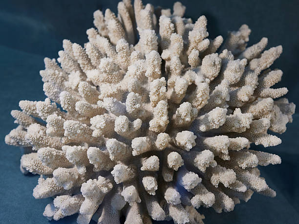 istock Natural white sea coral. Exploring marine life 2236548095