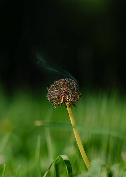 istock Burning Dandelion Against Green Background 2236549116