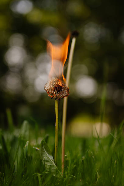 istock Burning Dandelion Against Green Background 2236549117