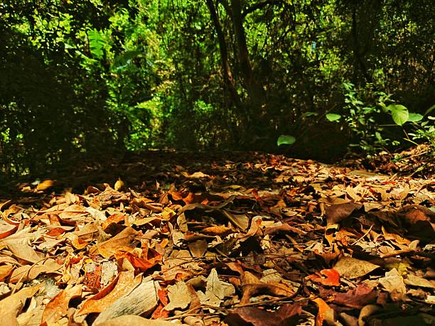 Autumn leaves cover forest floor