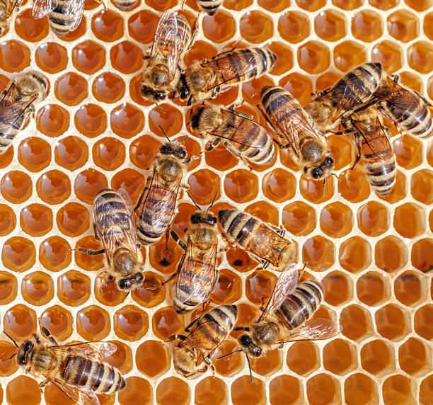 Honey Bees working on honeycomb close-up shot. Bees are best known to humans for their ecological roles as pollinators