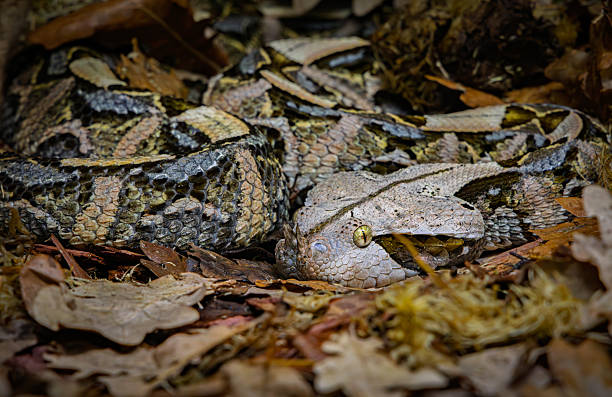 istock The Gaboon viper (Bitis gabonica), also called the Gaboon adder 2236549531