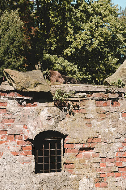 istock Kaliningrad, Russia: September 15, 2025: zoo, sleeping bear 2236550273