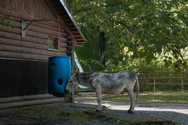 Donkey lying on grass by a barn outdoors.