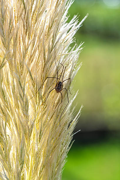 Macro photo of a harvestman Opiliones perched on pampas grass. The spiderlike arachnid with long thin legs contrasts with beige grass textures and a soft natural green blurred background.