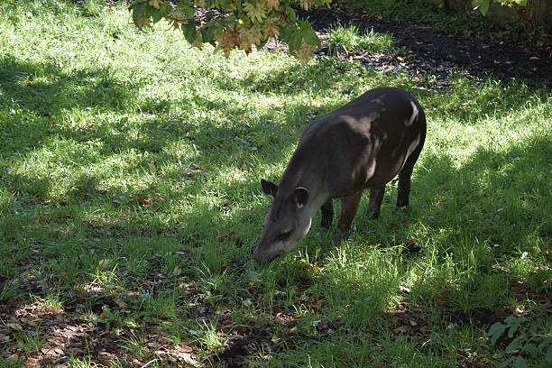 istock Kaliningrad, Russia: September 15, 2025: Tapir 2236552691