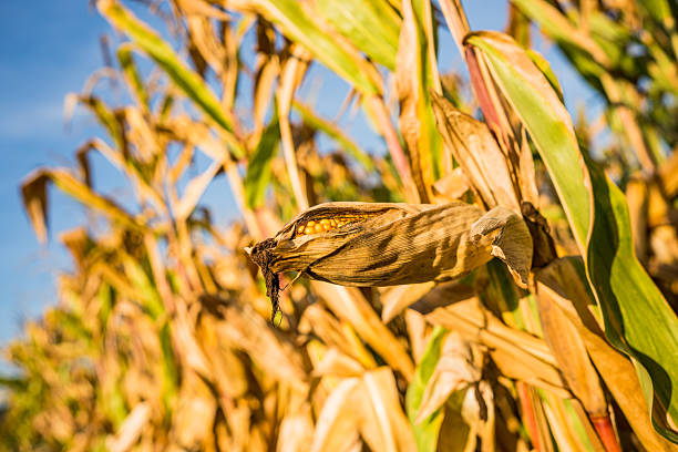 Corn