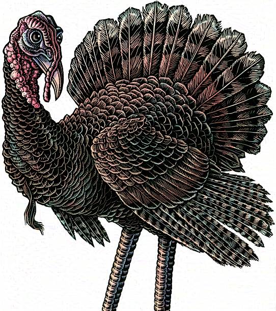 istock Detailed scratchboard drawing of a realistic turkey with beautiful brown feathers 2236555258