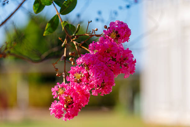Pink Crepe Myrtle Flowers Against Clear Sky on a Summer Day on Mediterranean Coast