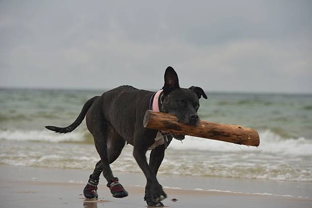 istock big dog playing on the beach. Baltic Sea beach, 2236556982
