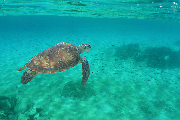 istock Beautiful Green Sea Turtle in Clear Caribbean Waters 2236557015