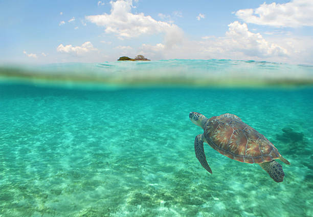 A captivating underwater photograph of a graceful green sea turtle swimming in the crystal-clear waters of the Caribbean Sea.