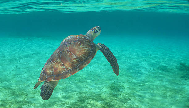 istock Beautiful Green Sea Turtle in Clear Caribbean Waters 2236557017