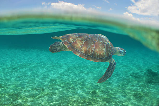 istock Beautiful Green Sea Turtle in Clear Caribbean Waters 2236557018