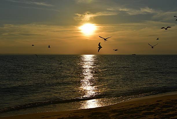 istock Seagulls flying at sunset over the Baltic Sea 2236557149