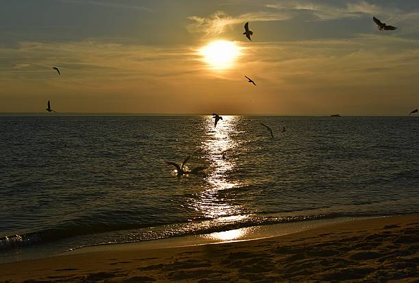 istock Seagulls flying at sunset over the Baltic Sea 2236557155